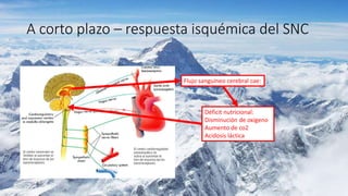 A corto plazo – respuesta isquémica del SNC
Flujo sanguíneo cerebral cae:
Déficit nutricional:
Disminución de oxigeno
Aumento de co2
Acidosis láctica