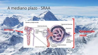 A mediano plazo - SRAA
Nefrona
Corpusculo
renal