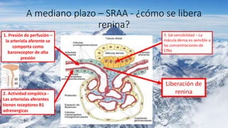 A mediano plazo – SRAA - ¿cómo se libera
renina?
1. Presión de perfusión –
la arteriola aferente se
comporta como
baroreceptor de alta
presión
2. Actividad simpática -
Las arteriolas aferentes
tienen receptores B1
adrenergicas
3. Sal sensibilidad – La
mácula densa es sensible a
las concentraciones de
ClNa
Liberación de
renina