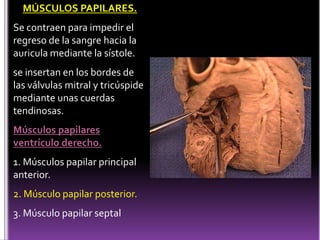 MÚSCULOS PAPILARES.Se contraen para impedir el regreso de la sangre hacia la auricula mediante la sístole.se insertan en los bordes de las válvulas mitral y tricúspide mediante unas cuerdas tendinosas.Músculos papilares ventrículo derecho.1. Músculos papilar principal anterior.2. Músculo papilar posterior.3. Músculo papilar septal