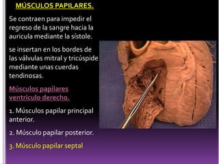 MÚSCULOS PAPILARES.Se contraen para impedir el regreso de la sangre hacia la auricula mediante la sístole.se insertan en los bordes de las válvulas mitral y tricúspide mediante unas cuerdas tendinosas.Músculos papilares ventrículo derecho.1. Músculos papilar principal anterior.2. Músculo papilar posterior.3. Músculo papilar septal