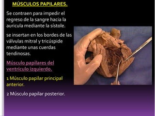 MÚSCULOS PAPILARES.Se contraen para impedir el regreso de la sangre hacia la auricula mediante la sístole.se insertan en los bordes de las válvulas mitral y tricúspide mediante unas cuerdas tendinosas.Músculos papilares ventrículo derecho.1. Músculos papilar principal anterior.2. Músculo papilar posterior.3. Músculo papilar septal