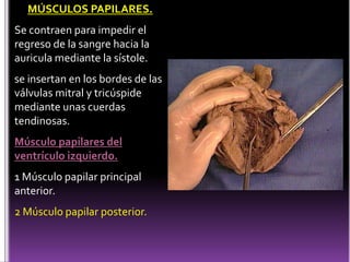 MÚSCULOS PAPILARES.Se contraen para impedir el regreso de la sangre hacia la auricula mediante la sístole.se insertan en los bordes de las válvulas mitral y tricúspide mediante unas cuerdas tendinosas.Músculo papilares del ventrículo izquierdo.1 Músculo papilar principal anterior. 2 Músculo papilar posterior.