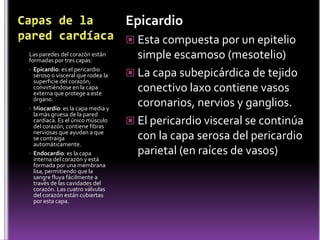 Histología del CorazónParedes del corazón: Capas protectorasEl pericardio es la capa más externa haciendo de envoltura del corazón.Esta es una especie de saco o bolsa muy resistente, con  prolongaciones de los grandes vasos sanguíneos que reduce la fricción entre el corazón y los órganos que lo rodean .sostenido por ligamentos que sujetan al corazón y que evitan su movilidad excesiva con los cambios de posición del cuerpo. Impide que el corazón se llene demasiado de sangre y proporciona una barrera contra la propagación de infecciones.dos componentes, el pericardio seroso o visceral y el pericardio fibroso o parietal. Entre el pericardio seroso y el epicardio existe un espacio lleno de líquido, (fluido pericárdico) que lubrica las superficies y permite que el corazón lata con fuerza.- Pericardio seroso o visceral: es un saco cerrado, que cubre la superficie profunda del pericardio fibroso y la superficie exterior del corazón.- Pericardio fibroso o parietal: es una bolsa formada por fibras colágenas unidas con una redde fibras elásticas.