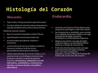 Capas de la pared cardíacaLas paredes del corazón están formadas por tres capas:Epicardio: es el pericardio seroso o visceral que rodea la superficie del corazón, convirtiéndose en la capa externa que protege a este órgano. 