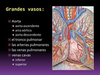 Miocardio: es la capa media y la más gruesa de la pared cardíaca. Es el único músculo del corazón, contiene fibras nerviosas que ayudan a que se contraiga automáticamente.