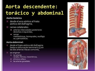 Histología del CorazónEndocardio. Miocardio.Capa media y más gruesa de las capas del corazón. Contiene células de músculo cardiaco dispuestas en espirales alrededor de los orificios de las cámaras. Células de músculo cardiaco fijan el miocardio al esqueleto cardiaco fibroso. especializadas en secreciones endocrinas acondicionadas para generar impulsos o conducirlos. La estimulación de nervios simpáticos acelera la frecuencia cardiaca y la de los nervios parasimpáticos del corazón la enlentece. Células especializadas de músculo cardiaco, en la pared auricular y en el tabique interventricular, producen y secretan un grupo de péptidos pequeños (atriopeptina, polipéptido auricular natriurético, cardiodilatina y cardionatrina, (Ayudan a conservar líquido y el equilibrio electrolítico) continúa con la túnica íntima de los vasos sanguíneos que llegan y salen del corazón. Se compone de un endotelio, que consiste en un epitelio escamoso simple y una capa subyacente de tejido conectivo fibroelástico con fibroblastos dispersos. Abajo se encuentra una capa de tejido conectivo denso, con abundantes fibras elásticas y células de músculo liso. Profundo al endocardio existe una capa subendocardica de tejido conectivo laxo, con vasos sanguíneos pequeños, nervios y fibras de Purkinje del sistema de conducción del corazón. 