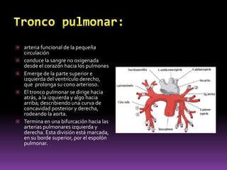 Grandes vasos:Aortaaorta ascendentearco aórticoaorta descendenteel tronco pulmonarlas arterias pulmonareslas venas pulmonaresvenas cavas inferior superior