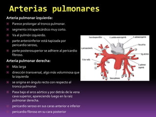 AortaAorta ascendente: Se origina en el ventrículo izquierdo. el bulbo aórtico que se halla por detrás del cono arterioso del ventrículo derecho. En el comienzo de la aorta se encuentran las arterias coronarias, la vena cardíaca magna, el surco aurículoventricular, vasos linfáticos y nervios del plexo cardíaco.cubierta por pericardioArco aórtico:Dirigido hacia atrás y a la izquierda en su conjunto, describe una curva (cayado) de doble concavidad:Una curvatura principal de concavidad inferior, por encima de la raíz pulmonar izquierda.Una curvatura accesoria de concavidad derecha sobre la tráquea y el esófago.Del arco aórtico se despliegan tres arterias importantes: el tronco braquiocefálico, la carótida común izquierda y la subclavia izquierda.