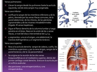 Aorta descendente:torácico y abdominalAorta torácicadesde el arco aórtico al hiato aórtico del diafragma. ramas colaterales: arterias intercostales posteriores derechas e izquierdas, ramas mediastínicas, bronquiales, esofágicas y pericárdicas.Aorta abdominal: desde el hiato aórtico del diafragma hasta su bifurcación terminal (L4) en las dos arterias ilíacas comunes, se originan las arterias renales, frénicas, mesentéricas, el tronco celíaco las arterias gonadales.
