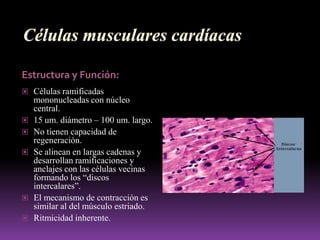 Tronco pulmonar:arteria funcional de la pequeña circulación conduce la sangre no oxigenada desde el corazón hacia los pulmones Emerge de la parte superior e izquierda del ventrículo derecho, que  prolonga su cono arterioso. El tronco pulmonar se dirige hacia atrás, a la izquierda y algo hacia arriba; describiendo una curva de concavidad posterior y derecha, rodeando la aorta.Termina en una bifurcación hacia las arterias pulmonares izquierda y derecha. Esta división está marcada, en su borde superior, por el espolón pulmonar.
