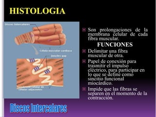 Venas pulmonares:Llevan la sangre desde los pulmones hasta la aurícula izquierda, siendo esta sangre muy oxigenada.Vena cava inferior:confluye la sangre de los miembros inferiores y de la pelvis, drenada por las venas ilíacas comunes, de la pared abdominal, de los riñones, de las glándulas suprarrenales y de las vísceras intraabdominales (hígado  venas hepáticas).Sigue el flanco derecho de la columna lumbar y luego penetra en el tórax. Nace en la unión de las 2 venas ilíacas, a nivel del disco intervertebral de L4-L5.4 segmentos: uno en el origen, uno abdominal, la travesía diafragmática y un segmento torácico.Vena cava superior:lleva a la aurícula derecha  sangre de cabeza, cuello, los miembros superiores y, por la vena ácigos, sangre de la pared torácica y de la vía paravertebral.Se origina en la reunión de las dos venas braquiocefálicas en el mediastino superior, detrás del primer cartílago costal derecho. Entra en la aurícula por un orificio avalvular.dos porciones: una extrapericárdica y una intrapericárdica.