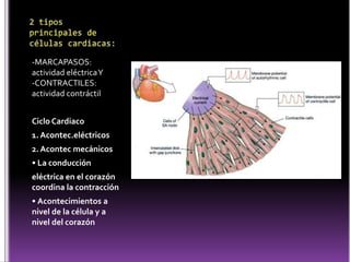 Células musculares cardíacasEstructura y Función:Células ramificadas mononucleadas con núcleo central.15 um. diámetro – 100 um. largo.No tienen capacidad de regeneración.Se alinean en largas cadenas y desarrollan ramificaciones y anclajes con las células vecinas formando los “discos intercalares”.El mecanismo de contracción es similar al del músculo estriado. Ritmicidad inherente.