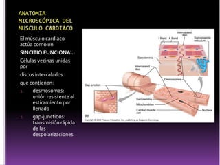 DIFERENCIAS ENTRE MUSCULO CARDIACO & ESQUELÉTICONumero de mitocondriasPoca tolerancia a condiciones extremas de pHLos sarcomeros cardiacos rara vez sobrepasan las 2.4 umNo se presenta tetanizaciónDiscos Intercalares, tubulos T (sarcolema de ventriculo).Diferencia de permeabilidad de la membrana para ciertas sustancias.La membrana de la célula muscular cardiaca es mas permeable al Na, que la esquelética, lo cual permite facilitar la periodicidad del ritmo cardiaco.La conducción en el músculo cardiaco es 10 veces menos rápida que en el músculo esquelético debido al aumento de resistencia en los discos intercalares.El músculo esquelético tiene un potencial de acción mucho mas lento que el del músculo cardiaco.