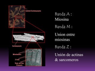 2 tipos principales de células cardiacas:-MARCAPASOS: actividad eléctrica Y-CONTRACTILES: actividad contráctilCiclo Cardiaco1. Acontec.eléctricos2. Acontec mecánicos• La conduccióneléctrica en el corazón coordina la contracción• Acontecimientos a nivel de la célula y a nivel del corazón