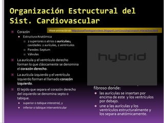 OrganizaciónEstructural del Sist. CardiovascularCorazónEstructura Anatómica2 superiores o atrios o aurículas4 cavidades: 2 aurículas, 2 ventrículosParedes: SeptumVálvulasLa aurícula y el ventrículo derecho forman lo que clásicamente se denomina el corazón derecho. La aurícula izquierdo y el ventrículo izquierdo forman el llamado corazón izquierdo. El tejido que separa el corazón derecho del izquierdo se denomina septo o tabique. superior o tabique interatrial, y inferior o tabique interventricularVéase animación en http://cuceifisiologiaiivideos.blogspot.com/2010/09/corazon-interactivo.htmlEl corazón posee un esqueleto fibroso donde:las aurículas se insertan por encima de este  y los ventrículos por debajo. une a las aurículas y los ventrículos estructuralmente y los separa anatómicamente. 