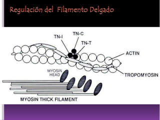 ANATOMIA MICROSCÓPICA DEL MUSCULO CARDIACOEl músculo cardiaco actúa como unSINCITIO FUNCIONAL:Células vecinas unidas pordiscos intercaladosque contienen:desmosomas: unión resistente al estiramiento por llenadogap-junctions: transmisión rápida de las despolarizaciones
