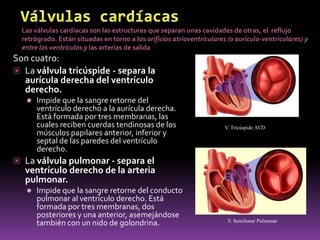 Válvulas cardíacasLas válvulas cardíacas son las estructuras que separan unas cavidades de otras, el  reflujo retrógrado. Están situadas en torno a los orificios atrioventriculares (o aurículo-ventriculares) y entre los ventrículos y las arterias de salidaSon cuatro:La válvula tricúspide - separa la aurícula derecha del ventrículo derecho.Impide que la sangre retorne del ventrículo derecho a la aurícula derecha. Está formada por tres membranas, las cuales reciben cuerdas tendinosas de los músculos papilares anterior, inferior y septal de las paredes del ventrículo derecho. La válvula pulmonar - separa el ventrículo derecho de la arteria pulmonar.Impide que la sangre retorne del conducto pulmonar al ventrículo derecho. Está formada por tres membranas, dos posteriores y una anterior, asemejándose también con un nido de golondrina.V. Tricúspide AVDV. Semilunar Pulmonar