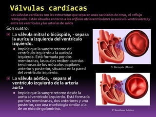 Válvulas cardíacasLas válvulas cardíacas son las estructuras que separan unas cavidades de otras, el  reflujo retrógrado. Están situadas en torno a los orificios atrioventriculares (o aurículo-ventriculares) y entre los ventrículos y las arterias de salidaSon cuatro:La válvula mitral o bicúspide, - separa la aurícula izquierda del ventrículo izquierdo.Impide que la sangre retorne del ventrículo izquierdo a la aurícula izquierda. Está formada por dos membranas, las cuales reciben cuerdas tendinosas de los músculos papilares anterior y posterior, situados en la pared del ventrículo izquierdo.La válvula aórtica, - separa el ventrículo izquierdo de la arteria aortaImpide que la sangre retorne desde la aorta al ventrículo izquierdo. Está formada por tres membranas, dos anteriores y una posterior, con una morfología similar a la de un nido de golondrina.V. Bicúspide (Mitral) V. Semilunar Aórtica