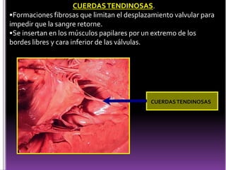 CUERDAS TENDINOSAS.Formaciones fibrosas que limitan el desplazamiento valvular para impedir que la sangre retorne.