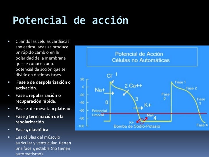 Unidad 1. Corazon - Fisiologia del Musculo Cardiaco Unidad 1. Corazon - Fisiologia del Musculo Cardiaco