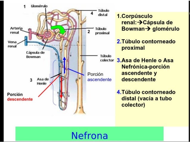 Fisiología 2 Riñón y Nefrona Anatomia, funciones