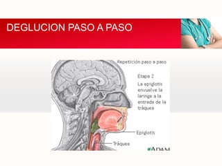 DEGLUCION PASO A PASO

 