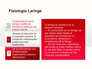 Fisiología Laringe

1

La estimulación de la
laringe modifica la
frecuencia cardiaca y la
presión arterial.

2

Durante la inducción de
la anestesia general, la
intubación endotraqueal
puede provocar
bradicardia.

3

Se ha demostrado que
la estimulación
experimental ocasiona
hipertensión.

La laringe se mantiene en su
posición mediante:
- Su continuidad con la faringe, ya
que ambas están fijadas al
esqueleto de vecindad por su
musculatura: elevadores y
constrictores del la faringe.
- Por los músculos y ligamentos
que la fijan al hueso hioides. Este a
su vez está fijado al maxilar inferior
y a la base de la lengua por los
músculos suprahioideos.

 