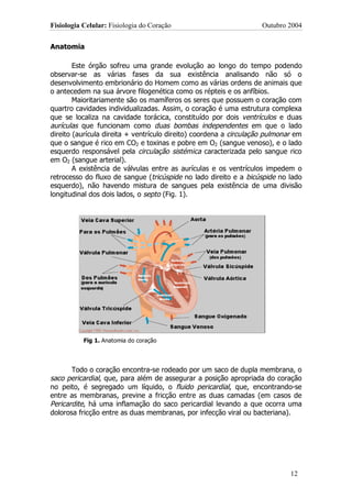 Fisiologia Celular: Fisiologia do Coração                           Outubro 2004


Anatomia

        Este órgão sofreu uma grande evolução ao longo do tempo podendo
observar-se as várias fases da sua existência analisando não só o
desenvolvimento embrionário do Homem como as várias ordens de animais que
o antecedem na sua árvore filogenética como os répteis e os anfíbios.
        Maioritariamente são os mamíferos os seres que possuem o coração com
quartro cavidades individualizadas. Assim, o coração é uma estrutura complexa
que se localiza na cavidade torácica, constituído por dois ventrículos e duas
aurículas que funcionam como duas bombas independentes em que o lado
direito (aurícula direita + ventrículo direito) coordena a circulação pulmonar em
que o sangue é rico em CO2 e toxinas e pobre em O2 (sangue venoso), e o lado
esquerdo responsável pela circulação sistémica caracterizada pelo sangue rico
em O2 (sangue arterial).
        A existência de válvulas entre as aurículas e os ventrículos impedem o
retrocesso do fluxo de sangue (tricúspide no lado direito e a bicúspide no lado
esquerdo), não havendo mistura de sangues pela existência de uma divisão
longitudinal dos dois lados, o septo (Fig. 1).




           Fig 1. Anatomia do coração




       Todo o coração encontra-se rodeado por um saco de dupla membrana, o
saco pericardial, que, para além de assegurar a posição apropriada do coração
no peito, é segregado um líquido, o fluido pericardial, que, encontrando-se
entre as membranas, previne a fricção entre as duas camadas (em casos de
Pericardite, há uma inflamação do saco pericardial levando a que ocorra uma
dolorosa fricção entre as duas membranas, por infecção viral ou bacteriana).




                                                                             12
 