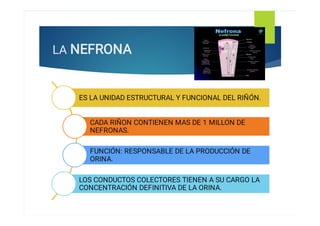 Anatomía funcional del sistema renal .pdf