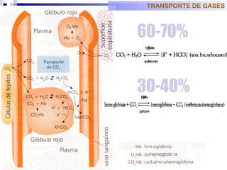 TRANSPORTE DE GASES 60-70% 30-40% 
