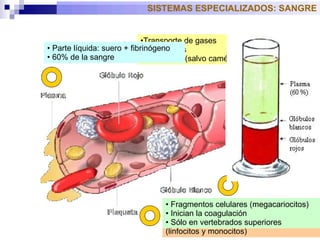 Función inmune Tipos:  granulocitos  (eosinófilos, basófilos, neutrófilos) y  agranulocitos  (linfocitos y monocitos) SISTEMAS ESPECIALIZADOS: SANGRE Transporte de gases Bicóncavos Sin núcleo (salvo camélidos) Fragmentos celulares (megacariocitos) Inician la coagulación Sólo en vertebrados superiores Parte líquida: suero + fibrinógeno 60% de la sangre 