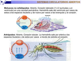 Moluscos no cefalópodos : Abierto. Corazón tabicado (1 ó 2 aurículas y un ventrículo) en una cavidad pericárdica. Hemolinfa sale del ventrículo por vasos de estos a los espacios tisulares y de nuevo por vasos a las branquias y al corazón. Artrópodos:  Abierto. Corazón tubular. La hemolinfa sale por arteria a los esp a cios tisulares y de estos por vasos  a través de ostiolos al corazón.  SISTEMAS CIRCULATORIOS ABIERTOS 