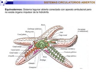 Equinodermos:  Sistema lagunar abierto conectado con aparato ambulacral pero no existe órgano impulsor de la hidrolinfa SISTEMAS CIRCULATORIOS ABIERTOS 