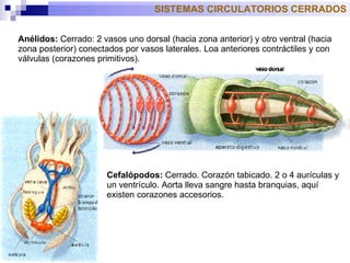 SISTEMAS CIRCULATORIOS CERRADOS Anélidos:  Cerrado: 2 vasos uno dorsal (hacia zona anterior) y otro ventral (hacia zona posterior) conectados por vasos laterales. Loa anteriores contráctiles y con válvulas (corazones primitivos).  Cefalópodos:  Cerrado. Corazón tabicado. 2 o 4 aurículas y un ventrículo. Aorta lleva sangre hasta branquias, aquí existen corazones accesorios.  