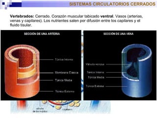 Vertebrados:  Cerrado. Corazón muscular tabicado  ventral . Vasos (arterias, venas y capilares). Los nutrientes salen por difusión entre los capilares y el fluido tisular. SISTEMAS CIRCULATORIOS CERRADOS 