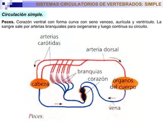 Circulación simple.   Peces.  Corazón ventral con forma curva con seno venoso, aurícula y ventrículo. La sangre sale por arterias branquiales para oxigenarse y luego continua su circuito. SISTEMAS CIRCULATORIOS DE VERTEBRADOS: SIMPLE 