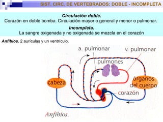Circulación doble. Corazón en doble bomba. Circulación mayor o general y menor o pulmonar.  Incompleta . La sangre oxigenada y no oxigenada se mezcla en el corazón SIST. CIRC. DE VERTEBRADOS: DOBLE - INCOMPLETA Anfibios.  2 aurículas y un ventrículo.  