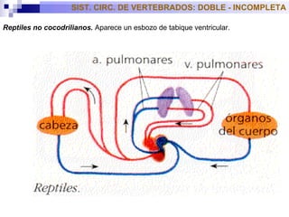 SIST. CIRC. DE VERTEBRADOS: DOBLE - INCOMPLETA Reptiles no cocodrilianos.  Aparece un esbozo de tabique ventricular.  