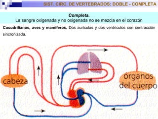Completa . La sangre oxigenada y no oxigenada no se mezcla en el corazón Cocodrilianos, aves y mamíferos.  Dos aurículas y dos ventrículos con contracción sincronizada. SIST. CIRC. DE VERTEBRADOS: DOBLE - COMPLETA 
