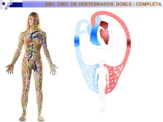SIST. CIRC. DE VERTEBRADOS: DOBLE - COMPLETA 