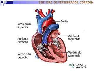SIST. CIRC. DE VERTEBRADOS: CORAZÓN 