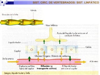 SIST. CIRC. DE VERTEBRADOS: SIST. LINFÁTICO 