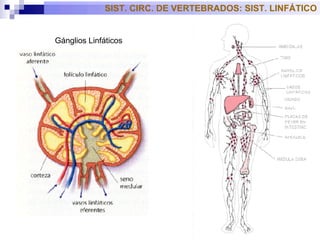 Gánglios Linfáticos SIST. CIRC. DE VERTEBRADOS: SIST. LINFÁTICO 