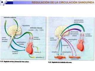 REGULACIÓN DE LA CIRCULACIÓN SANGUÍNEA 