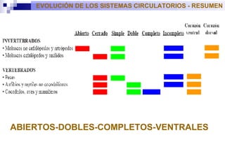 EVOLUCIÓN DE LOS SISTEMAS CIRCULATORIOS - RESUMEN ABIERTOS-DOBLES-COMPLETOS-VENTRALES 