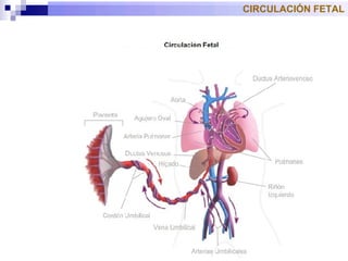 CIRCULACIÓN FETAL 