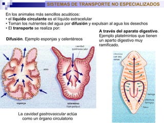 SISTEMAS DE TRANSPORTE NO ESPECIALIZADOS  En los animales más sencillos acuáticos: el  líquido circulante  es el líquido extracelular Toman los nutrientes del agua por  difusión  y expulsan al agua los desechos E l  transporte  se realiza por: Difusión . Ejemplo esponjas y celentéreos   A través del aparato digestivo . Ejemplo platelmintos que tienen un aparto digestivo muy ramificado.   La  cavidad gastrovascular  actúa  como un órgano circulatorio  