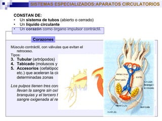 CONSTAN DE: U n  sistema de tubos  (abierto o cerrado) U n  líquido circulante U n  corazón  como órgano impulsor contráctil. Músculo contráctil, con válvulas que evitan el retroceso.  Tipos: T ubular  (artrópodos) T abicado  (moluscos y vertebrados) A ccesorios  (cefalópodos, peses, etc.) que aceleran la circulación en determinadas zonas Los pulpos tienen tres corazones: dos llevan la sangre sin oxígeno a las branquias y el tercero transporta la sangre oxigenada al resto del cuerpo. SISTEMAS ESPECIALIZADOS:APARATOS CIRCULATORIOS Corazones 