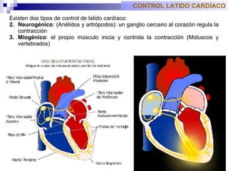 Existen dos tipos de control de latido cardíaco: N eurogénico :  (Anélidos y artrópodos): un ganglio cercano al corazón regula la contracción Miogénico : el propio músculo inicia y controla la contracción  (Moluscos y vertebrados) CONTROL LATIDO CARDÍACO 